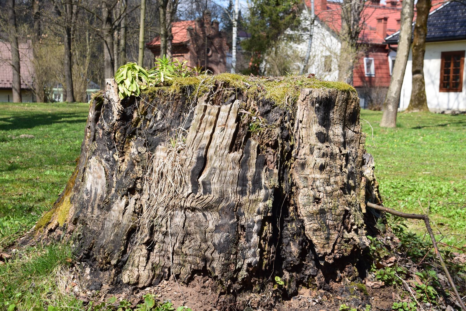 A tree stump ground down and removed to make way for new lawn
